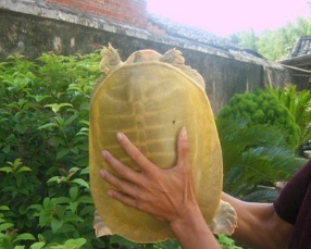 当之无愧老寿星，一只黄沙鳖见证你家四代人的成长！