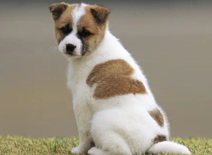 小狗后腿发抖怎么回事？我来告诉你答案！