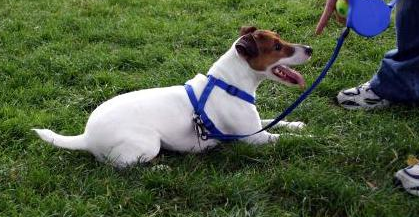 知识科普：狗狗多久一次大便正常？