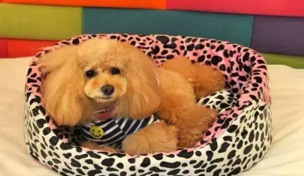 如何给狗狗挑选一个适合它的狗窝？教你几个小技巧