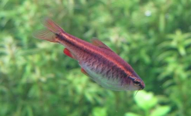 适宜的温度很重要！饲养樱桃灯鱼可千万不能马虎