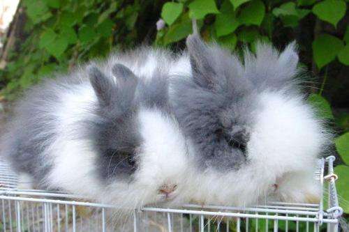 狮子头兔多少钱一只？浅浅了解一波