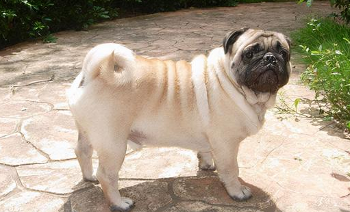 铲屎官科普：不掉毛的狗有哪些？快来看看吧！