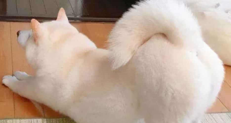 狗狗屁股痒痒怎么回事？主人得重视一下