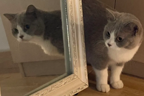 满背英短蓝白是不是真的更健康？