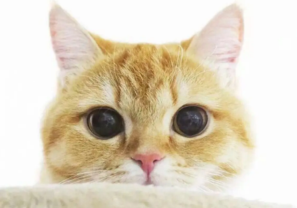 怎么给猫断奶?不清楚的看这里~ 怎么给猫断奶?不清楚的看这里~