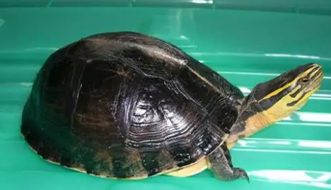 安布闭壳龟腐皮如何治疗？方法其实很简单！