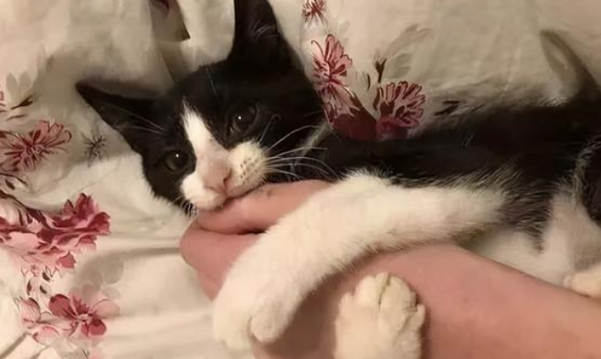 猫为什么会突然抱你手咬你？它在表达这些情绪