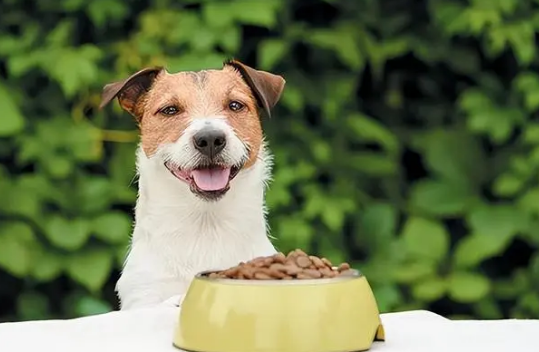 养狗知识:扒一扒狗要吃狗粮的原因 养狗知识:扒一扒狗要吃狗粮的原因