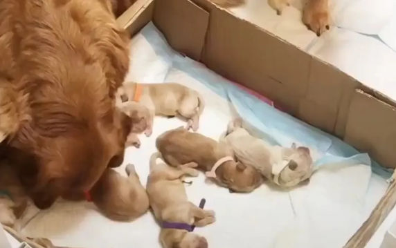 刚生的小狗狗怎么喂养?这些事项须注意! 刚生的小狗狗怎么喂养?这些事项须注意!