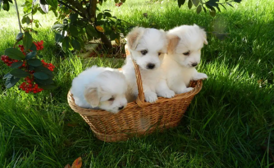 小狗晒太阳好吗？铲屎官可以这样做~