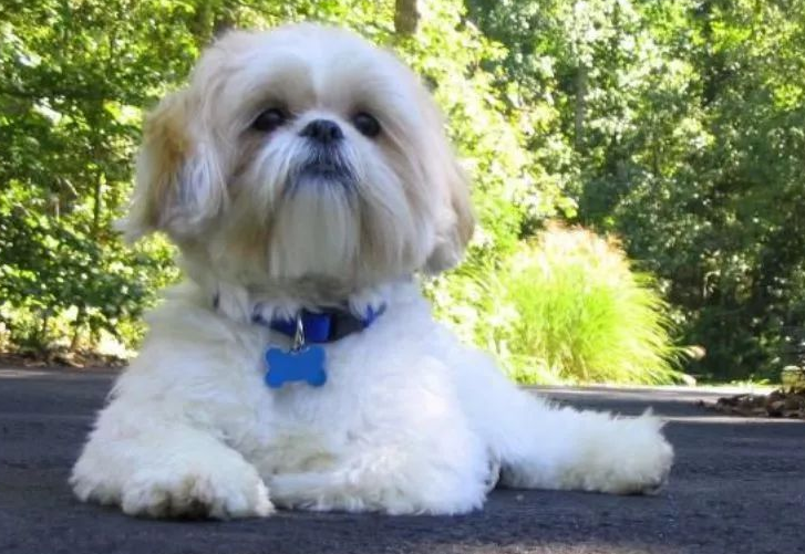 中国本土狗的品种有哪些?来这看看~ 中国本土狗的品种有哪些?来这看看~