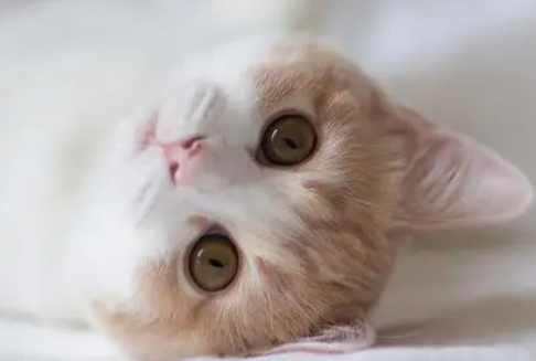 猫咪到了新环境一直叫怎么回事？来这了解下吧！