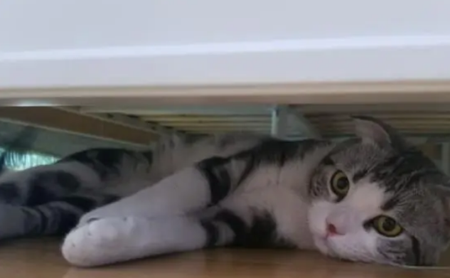 猫咪能吃太多零食吗？天天吃零食，会有这些危害