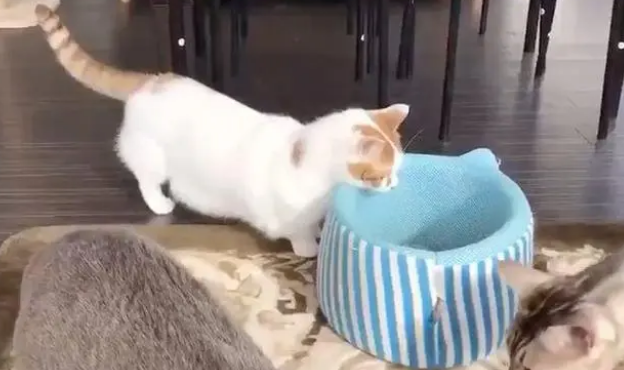 花了大价钱买了猫窝，但家里的猫咪不怎么用，要做好这几点！