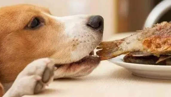 狗狗喜欢吃零食咋办？来看看怎么纠正