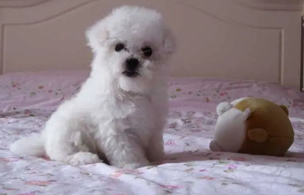 比熊犬适合老年人养吗?不知道的来这看看