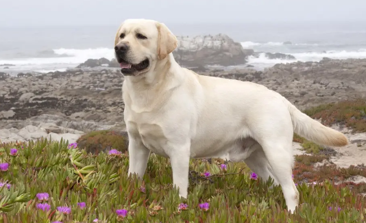 大丹犬和拉布拉多的区别，看完此文你就清楚啦