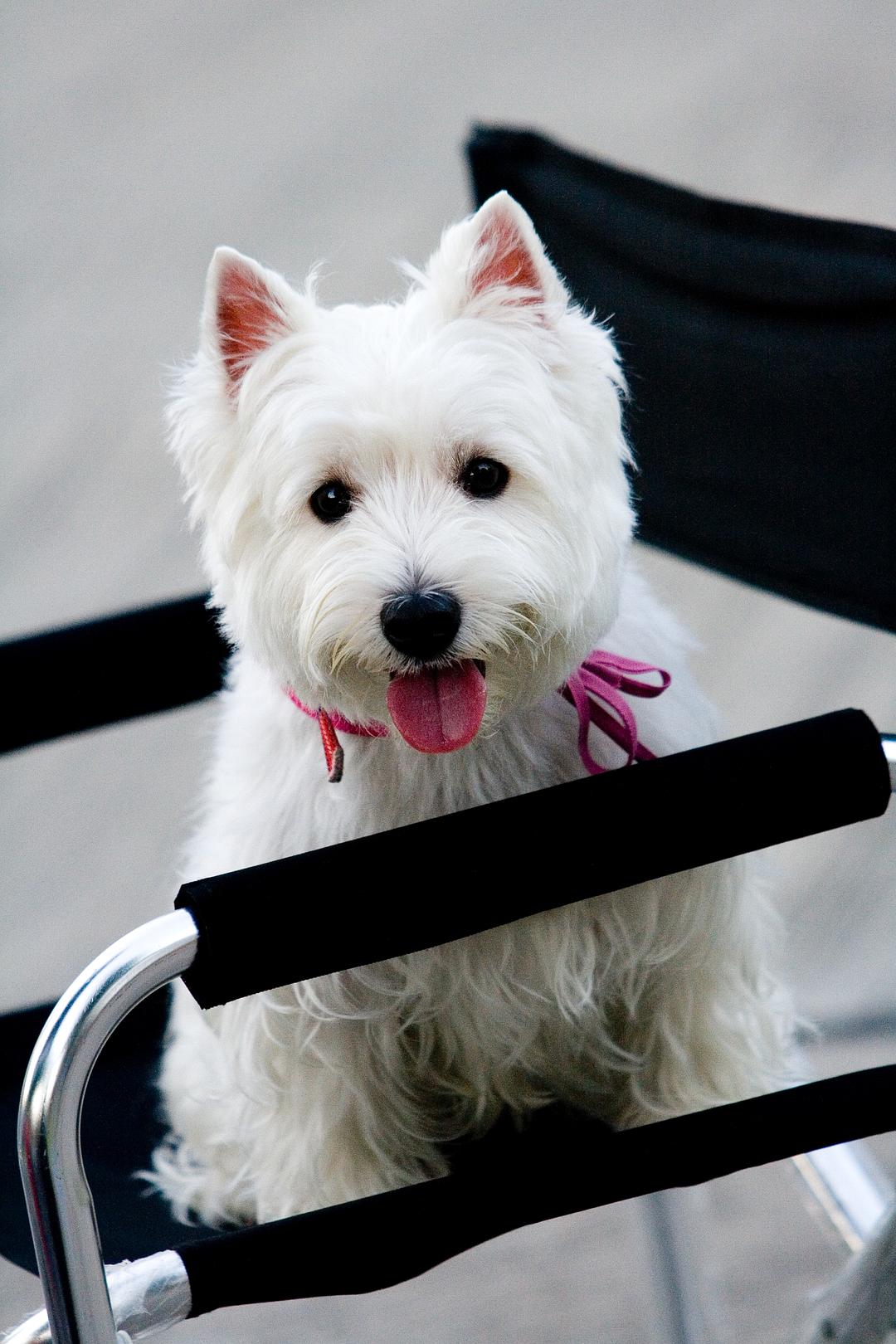 我的狗狗我的爱
(2012)的剧照 我的狗狗我的爱
(2012)的剧照