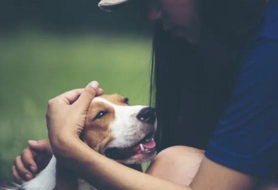 宠物驱蜱虫药怎么用？快来了解一下