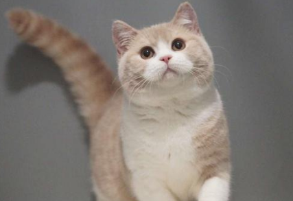 英短乳白色为什么便宜?一文替你解答! 英短乳白色为什么便宜?一文替你解答!