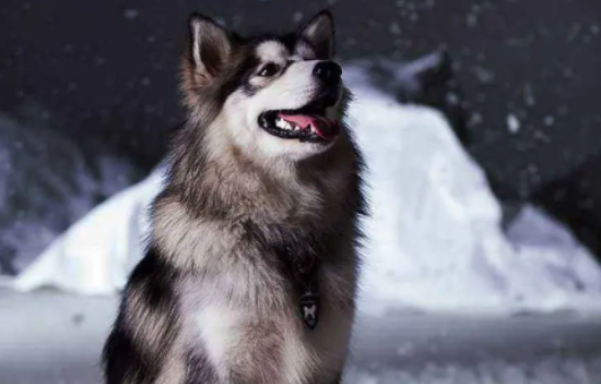 阿拉斯加智商怎么样，很笨吗？