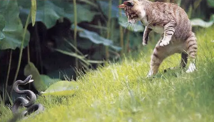 猫打得过蛇吗？猫跟蛇孰强孰弱？一看便知！