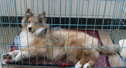 犬的钱癣症状及治疗方法