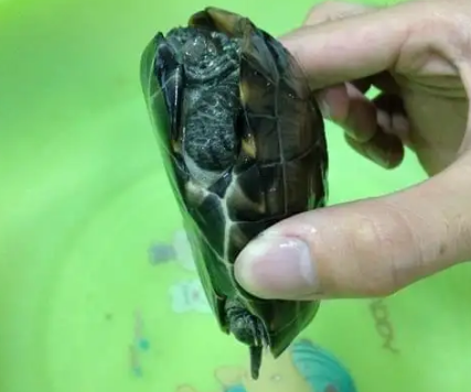 乌龟呛水了怎么办？这些急救措施你一定要了解！