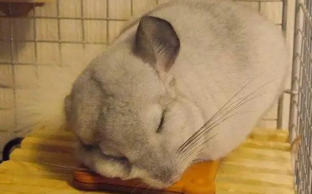 想知道龙猫爱不爱你，看它是否有信任你的睡姿！