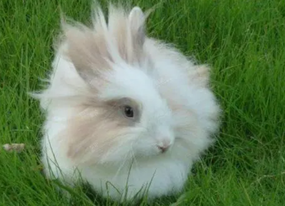 狮子头兔可以长多大，来看看吧