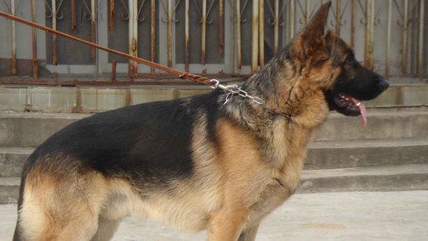 不知道黑背和德牧的区别在哪里？这篇文章或许能帮到你