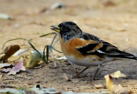 燕雀价值几何，快来了解一下吧