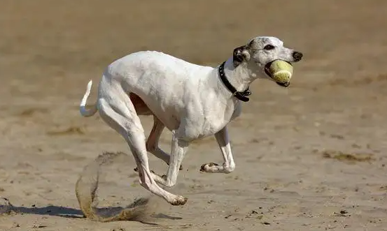 惠比特认主人吗?不清楚的可以看看! 惠比特认主人吗?不清楚的可以看看!