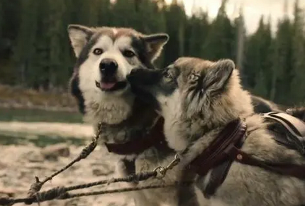 揭秘电影中多哥是什么品种的狗？