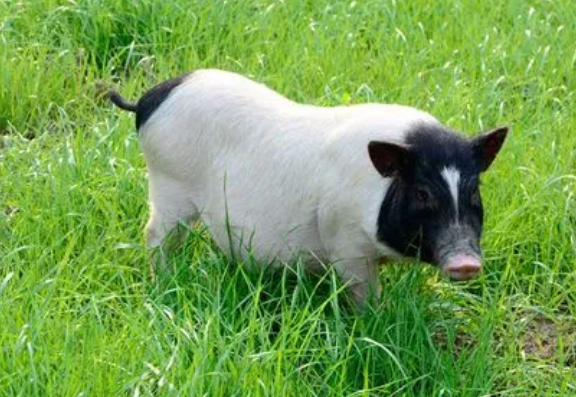 巴马香猪最大可以长成这个体型