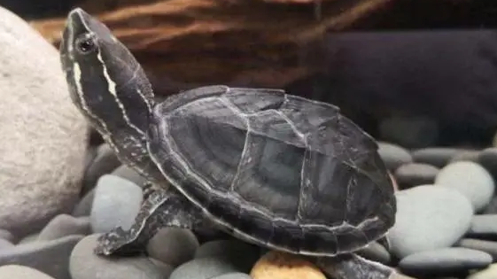 麝香龟冬天注意事项，养的人来看看