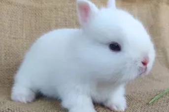 新手看过来，大耳白兔怎么养？
