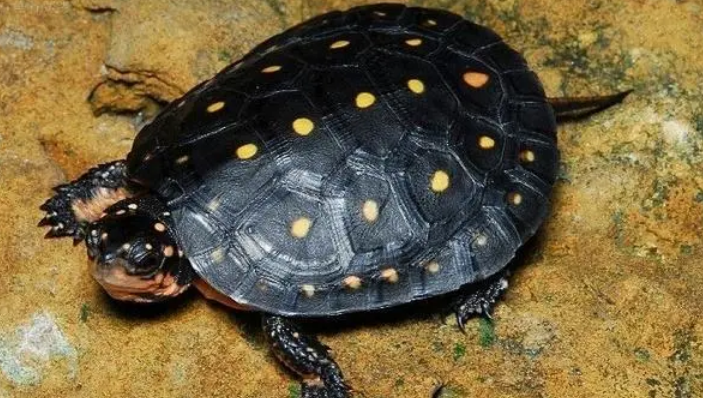 麝香龟要养多久才成年？快来看看吧