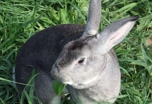 青紫蓝兔属于獭兔吗？来看这里