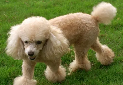 贵宾犬的掉毛程度,你们清楚吗? 贵宾犬的掉毛程度,你们清楚吗?