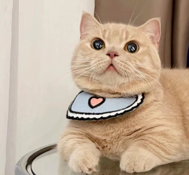 养猫的注意事项之选粮：猫咪爱吃不等于好猫粮