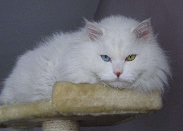 狮子猫是什么品种？来看看吧！