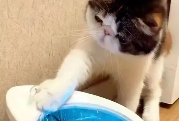 猫咪为什么老把水扒洒？贪玩是天性