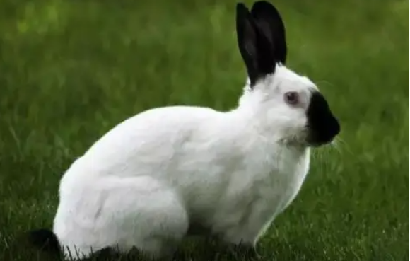 选择凤眼侏儒兔好还是喜玛拉雅兔好,看完你就明白了 选择凤眼侏儒兔好还是喜玛拉雅兔好,看完你就明白了