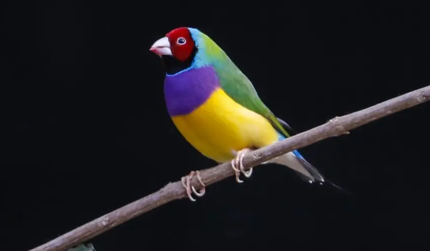 带你了解一下七彩文鸟主要吃什么？