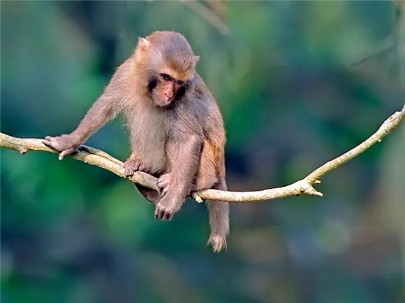 大圣原型，为你揭开西比路岛猕猴的面纱