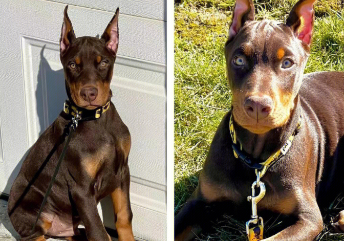 想知道家养杜宾要德系还是美系的好吗？速来看！