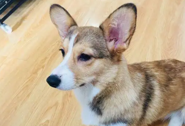 想知道柯基几个月开始懂事，看这就够了！