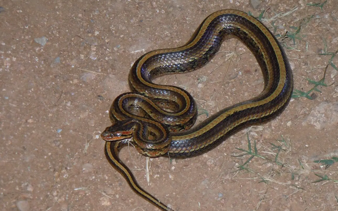 如何家养红纹滞卵蛇？看完这篇文章你就知道了~